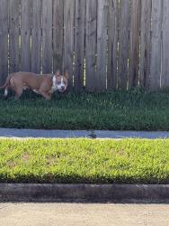 Found/Stray Male Dog last seen White oak landing and oak acres dr crossing, Houston, TX 77065