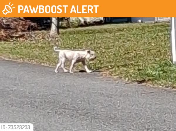 Found/Stray Unknown Dog last seen Southfields (West End PCB off Kelly Street) Sun Ln and Southfields Rd., Panama City Beach, FL 32407