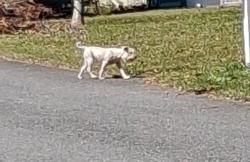 Found/Stray Unknown Dog last seen Southfields (West End PCB off Kelly Street) Sun Ln and Southfields Rd., Panama City Beach, FL 32407