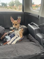 Found/Stray Male Dog last seen Sunward/Cancun, Gilbert, AZ 85233