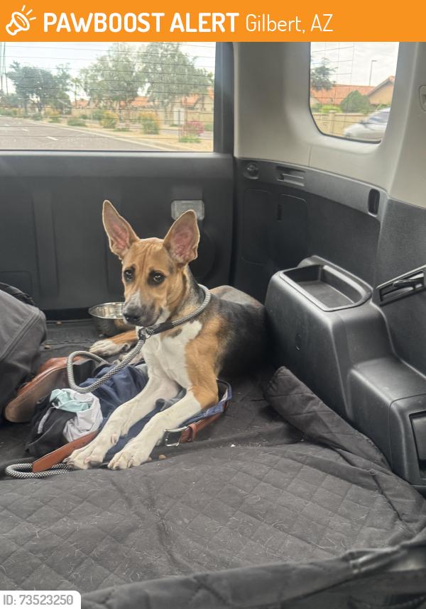 Found/Stray Male Dog last seen Sunward/Cancun, Gilbert, AZ 85233