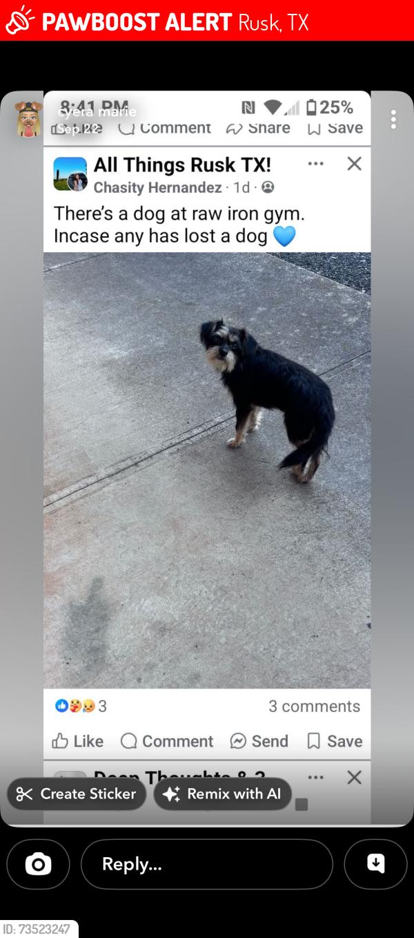 Lost Female Dog last seen Raw iron gym, Rusk, TX 75785