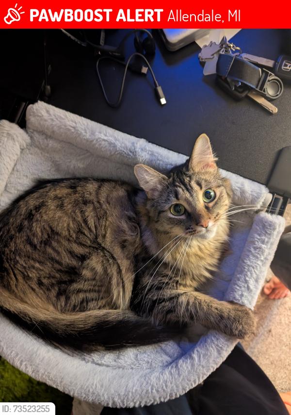 Lost Female Cat last seen Pierce St, Mystic Woods, Allendale, MI 49401