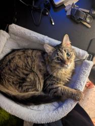 Lost Female Cat last seen Pierce St, Mystic Woods, Allendale, MI 49401