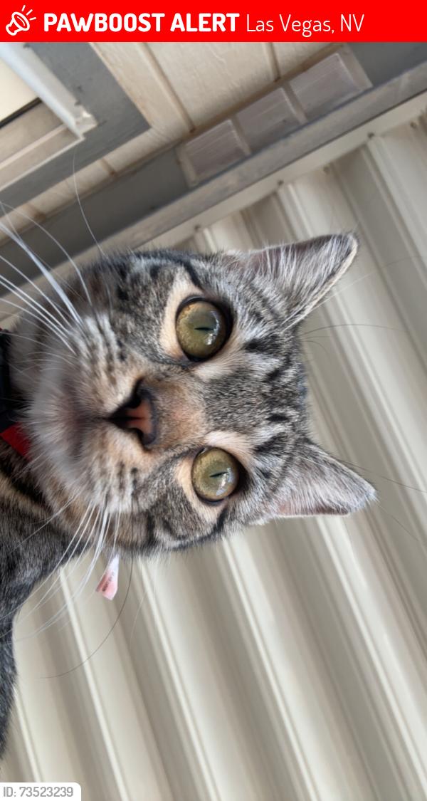 Lost Female Cat last seen Castlemont and Roy Lopez, Las Vegas, NV 89156
