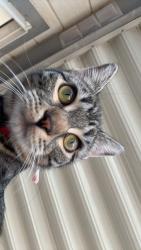 Lost Female Cat last seen Castlemont and Roy Lopez, Las Vegas, NV 89156
