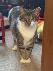 Lost Male Cat last seen Benson Rd, Bow, Bow, WA 98232
