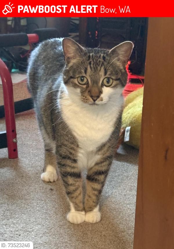 Lost Male Cat last seen Benson Rd, Bow, Bow, WA 98232