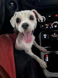 Found/Stray Male Dog last seen strey lane, Piney Point, TX 77024
