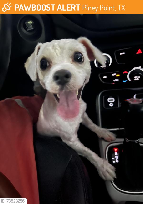 Found/Stray Male Dog last seen strey lane, Piney Point, TX 77024