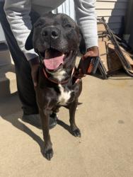 Reunited Male Dog last seen 85th and Farley, Overland Park, KS 66212