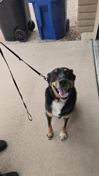 Found/Stray Female Dog last seen Halifax & Stapley, Mesa, AZ 85203