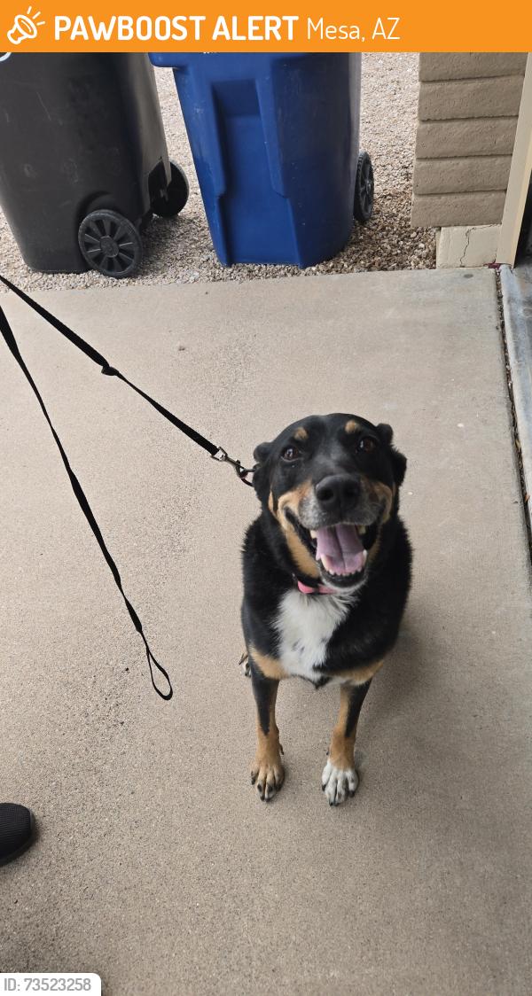 Found/Stray Female Dog last seen Halifax & Stapley, Mesa, AZ 85203