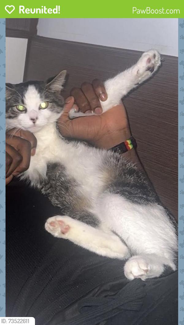 Reunited Male Cat last seen Applegate Accomodation, Leicester, England 