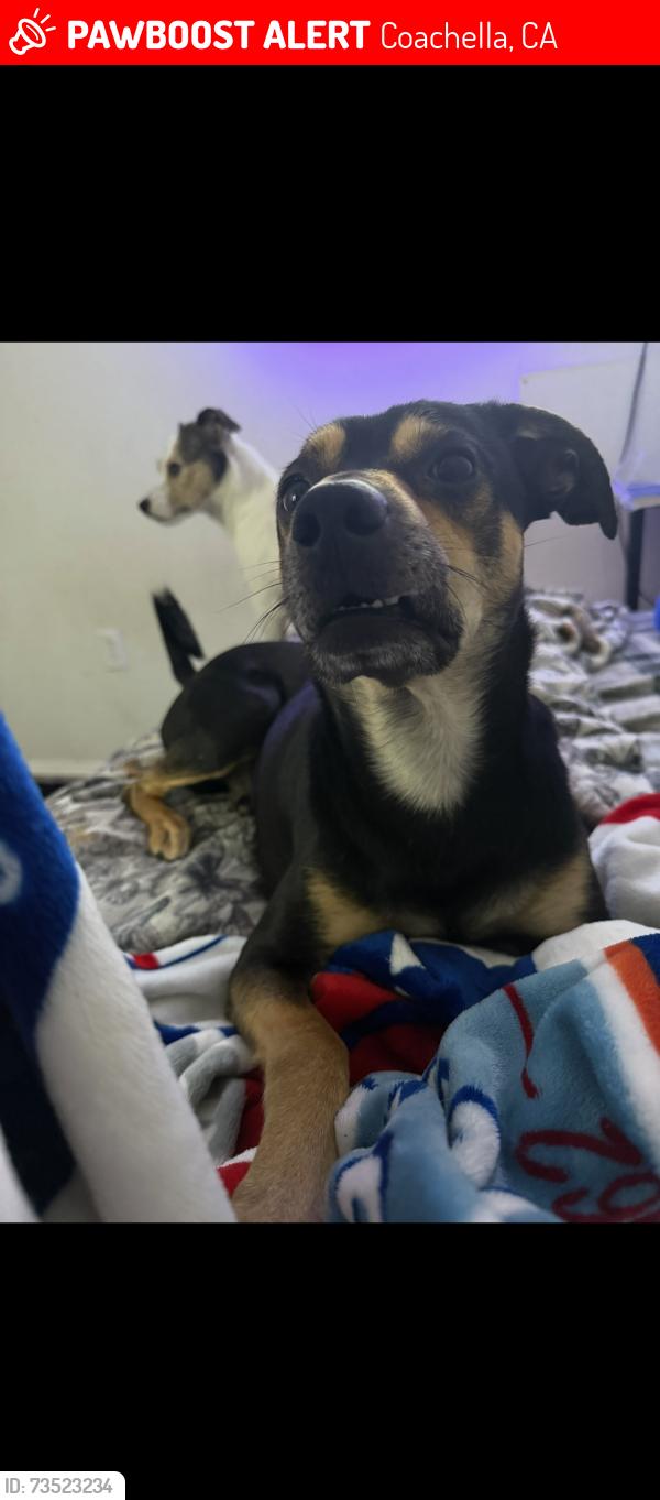 Lost Male Dog last seen Ave 52, Coachella, CA 92236