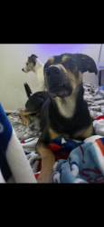 Lost Male Dog last seen Ave 52, Coachella, CA 92236