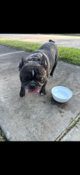 Reunited Female Dog last seen Gingerstone Ct, Fort Bend County, TX 77469