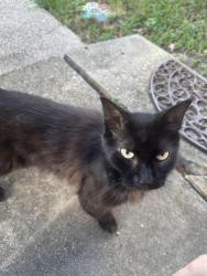 Found/Stray Female Cat last seen By Range Elementary, Mesquite, TX 75150