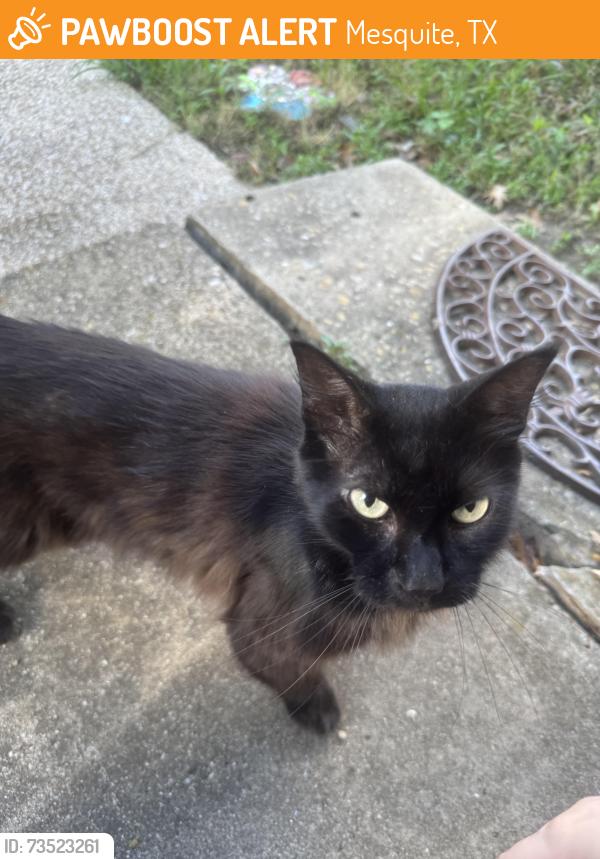 Found/Stray Female Cat last seen By Range Elementary, Mesquite, TX 75150