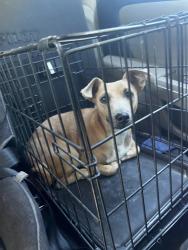 Reunited Male Dog last seen Florin rd sacramento California, Sacramento, CA 95822