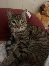 Reunited Female Cat last seen Calle La quinta/Plaza eva, Chula Vista, CA 91914