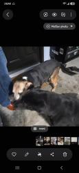 Found/Stray Female Dog last seen 91st and lynn lane, Broken Arrow, OK 74012