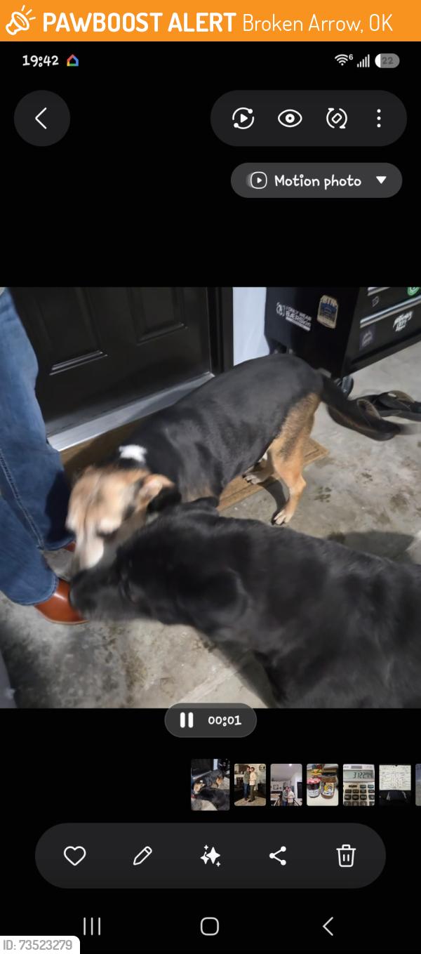 Found/Stray Female Dog last seen 91st and lynn lane, Broken Arrow, OK 74012