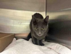 Shelter Stray Female Cat last seen , 5821 Sweetwater Rd, Bonita, CA 91902, USA
