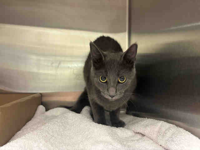 Shelter Stray Female Cat last seen , 5821 Sweetwater Rd, Bonita, CA 91902, USA