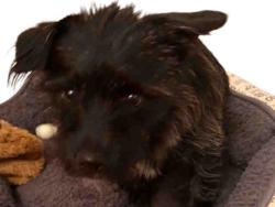 Shelter Stray Male Dog last seen , 5821 Sweetwater Rd, Bonita, CA 91902, USA
