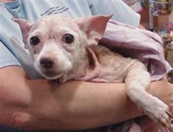 Shelter Stray Female Dog last seen HOOPER AND CALVIN, 19640 Dogpatch Ln, Land O' Lakes, FL 34638, USA