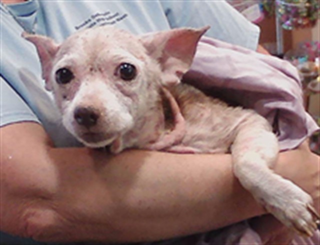 Shelter Stray Female Dog last seen HOOPER AND CALVIN, 19640 Dogpatch Ln, Land O' Lakes, FL 34638, USA