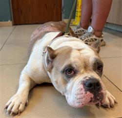 Shelter Stray Female Dog last seen MOON LAKE RD / SR 52, 19640 Dogpatch Ln, Land O' Lakes, FL 34638, USA