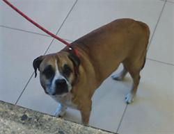 Shelter Stray Male Dog last seen MOONLAKE RD, 19640 Dogpatch Ln, Land O' Lakes, FL 34638, USA