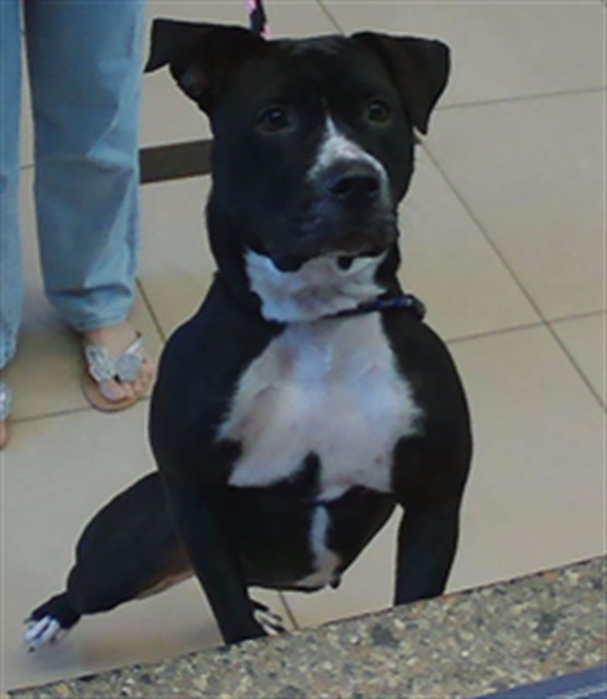 Shelter Stray Female Dog last seen Near BLOCK 16TH ST, 19640 Dogpatch Ln, Land O' Lakes, FL 34638, USA