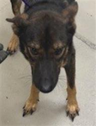 Shelter Stray Male Dog last seen , 232 Eslinger Way, Sanford, FL 32773, USA
