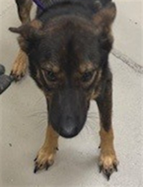 Shelter Stray Male Dog last seen , 232 Eslinger Way, Sanford, FL 32773, USA