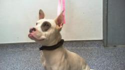 Shelter Stray Female Dog last seen CHARLOTTE, 8315 Byrum Dr, Charlotte, NC 28217, USA