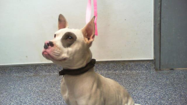 Shelter Stray Female Dog last seen CHARLOTTE, 8315 Byrum Dr, Charlotte, NC 28217, USA