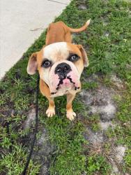 Shelter Stray Male Dog last seen Near BLOCK NW 19 AV, POMPANO BEACH FL 33069, 2400 SW 42nd St, Fort Lauderdale, FL 33312, USA