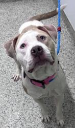 Shelter Stray Female Dog last seen Near BLOCK E 8 MILE RD, DETROIT MI 48234, 1431 E Ferry St, Detroit, MI 48211, USA