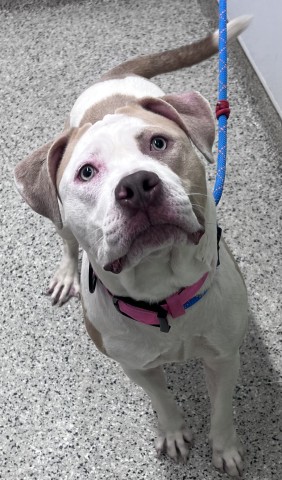 Shelter Stray Female Dog last seen Near BLOCK E 8 MILE RD, DETROIT MI 48234, 1431 E Ferry St, Detroit, MI 48211, USA