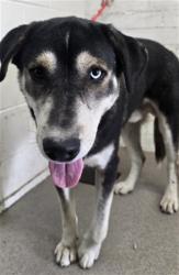 Shelter Stray Male Dog last seen 40TH AND ACACIA AVE, 333 Chandler Pl, San Bernardino, CA 92408, USA