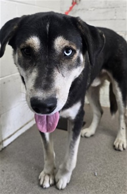 Shelter Stray Male Dog last seen 40TH AND ACACIA AVE, 333 Chandler Pl, San Bernardino, CA 92408, USA