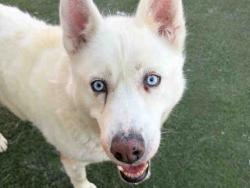 Shelter Stray Female Dog last seen , 2481 Palomar Airport Rd, Carlsbad, CA 92011, USA