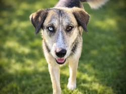 Shelter Stray Female Dog last seen N. TWIN OAKS VALLEY, 2481 Palomar Airport Rd, Carlsbad, CA 92011, USA