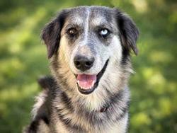 Shelter Stray Female Dog last seen N. TWIN OAKS VALLEY, 2481 Palomar Airport Rd, Carlsbad, CA 92011, USA