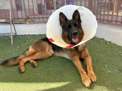 Shelter Stray Male Dog last seen , 2481 Palomar Airport Rd, Carlsbad, CA 92011, USA