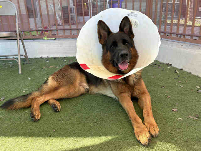 Shelter Stray Male Dog last seen , 2481 Palomar Airport Rd, Carlsbad, CA 92011, USA