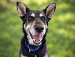 Shelter Stray Female Dog last seen MIRAR DE OLLO, 2481 Palomar Airport Rd, Carlsbad, CA 92011, USA